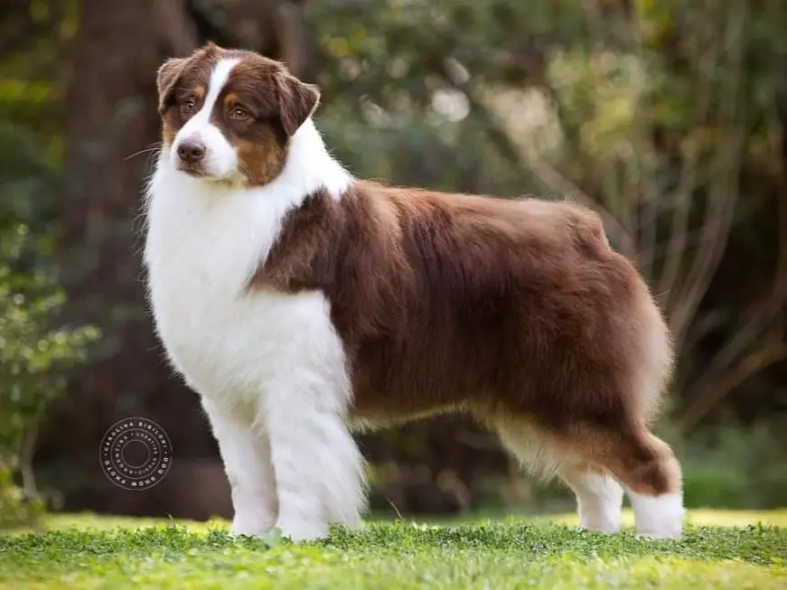 BIS ARG GCH. Barstone Red Intense