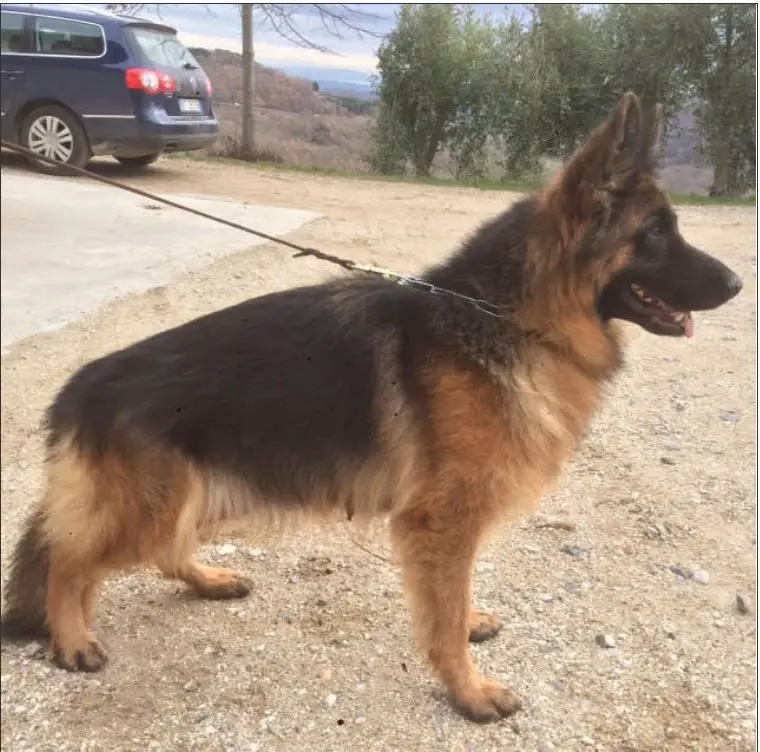 UXY DEL MONTE POLIZIANO