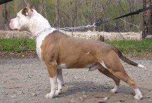 Imperia skorpiona Ellington