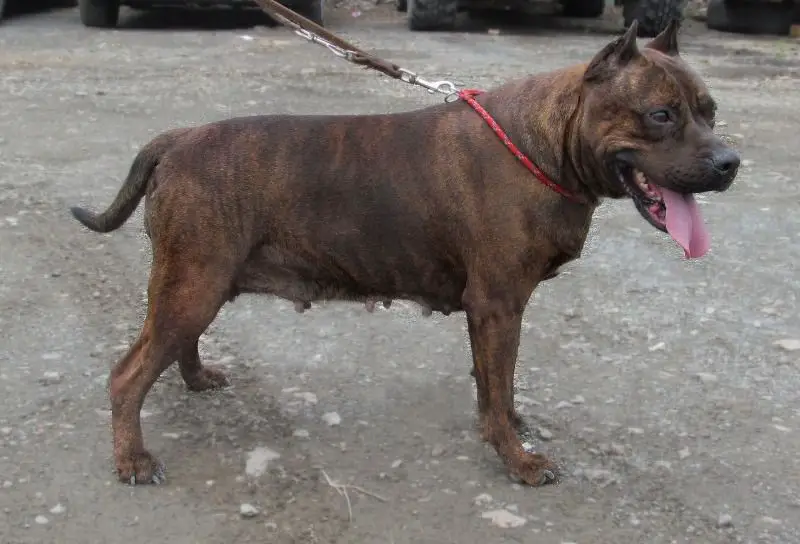 Vikont Vladey Vostokom Tsaritsa