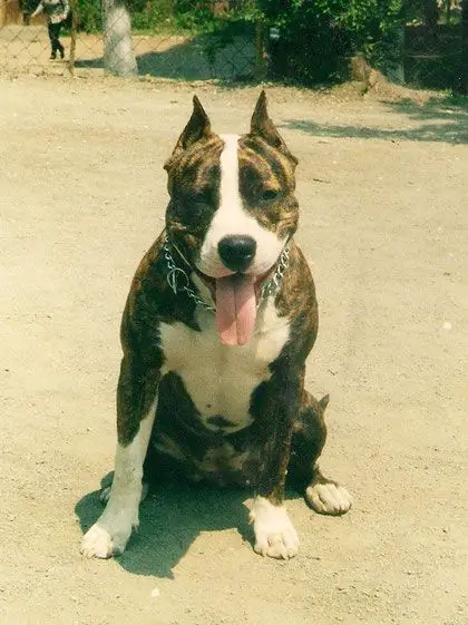 Vikont Vladei Vostokom Nadezhda