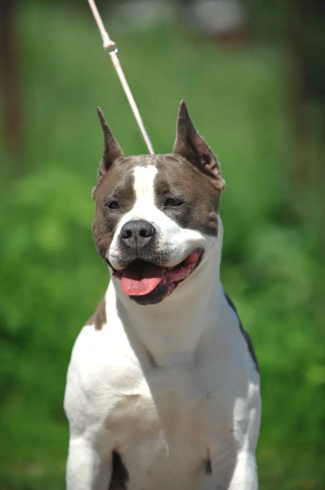 JCH CH RISE OF THE STAR SOUL OF GRYFFINDOR