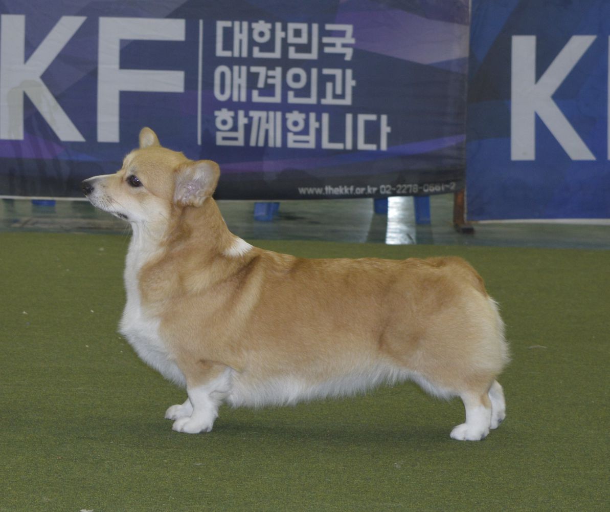 JCH, CH (Rus ,RKF, S Korea), Club CH, GrCH, Veteran GrCH Elfborg Tessarion Blue Queen