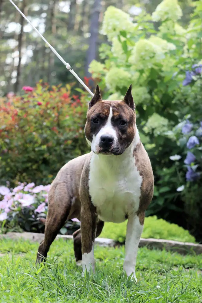 AKC CH Skyblue Katet When Legends Rise