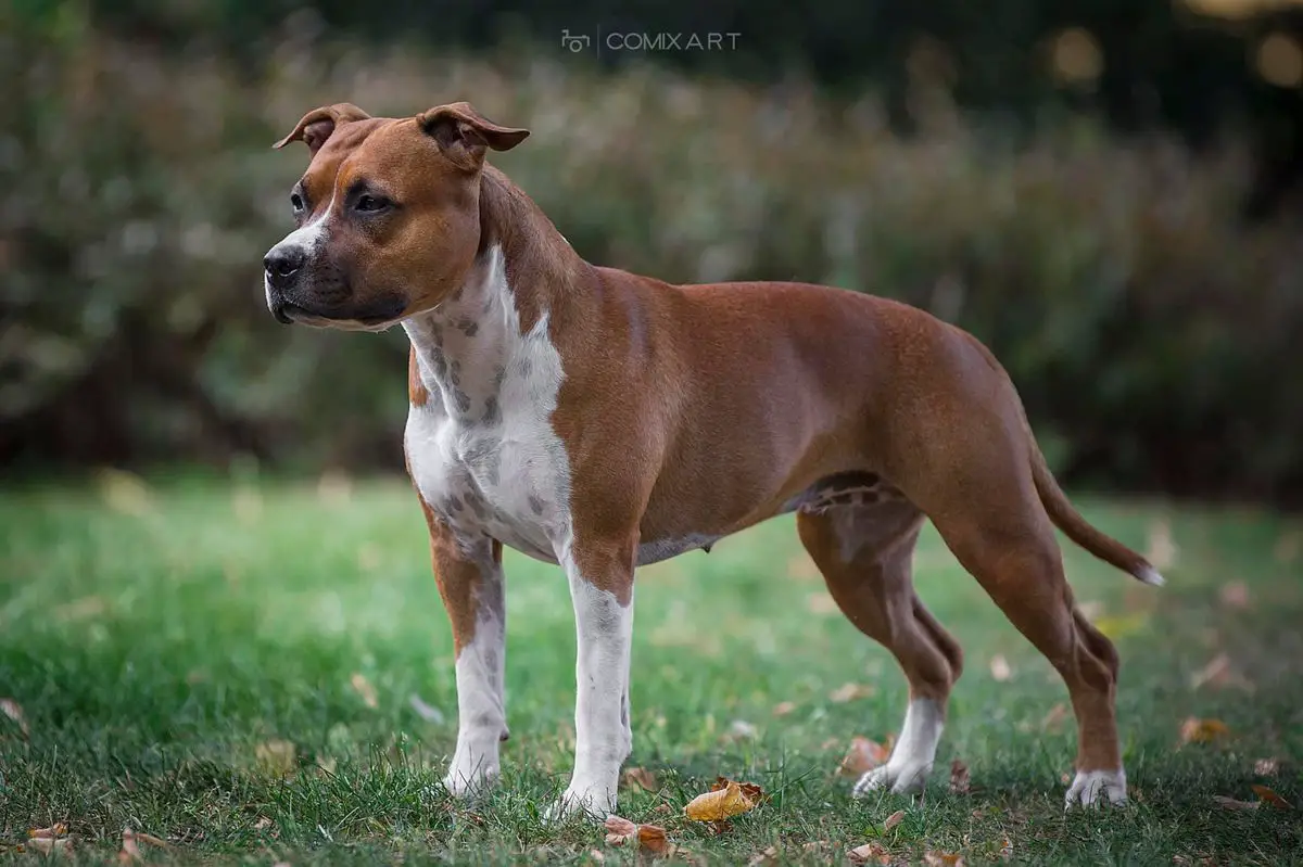 Akc GCh Int. Ch Multi Ch. Split Winner’20 Tuxedo Cheesecake De Paco of Happy Rascals