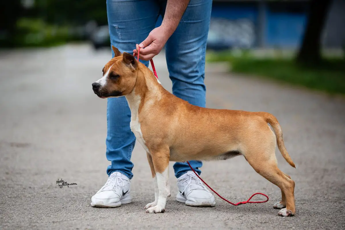 JC Ring Angels Nikita