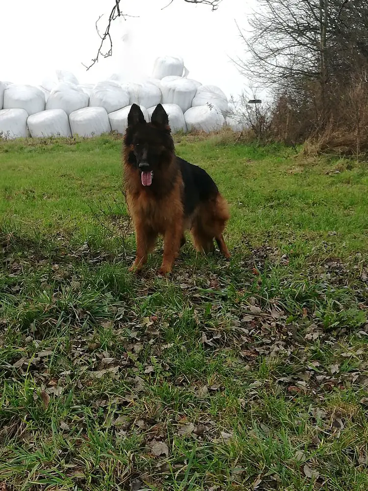 ALFI Bogno
