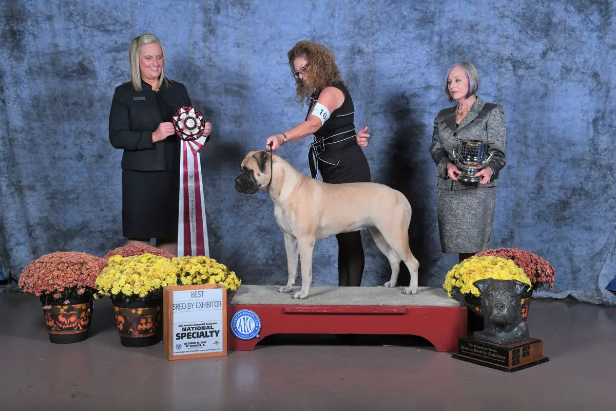 CH Gallant Oaks God's Gift