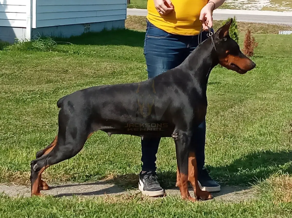 Jackson's Echo di Zandra