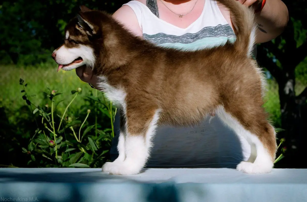 Zlatozar Iz Orlinogo Gnezda