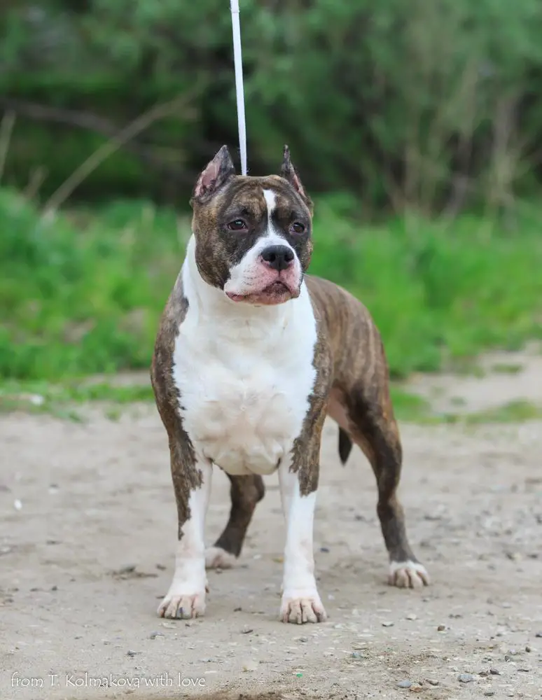 RU Ch. Ch.RKF Zheltaya Rhapsody Novella