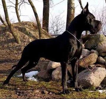 GCH Rom Carbon Diamond Margarejro