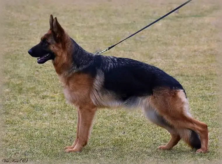 SG Lorelai Red Hurricane