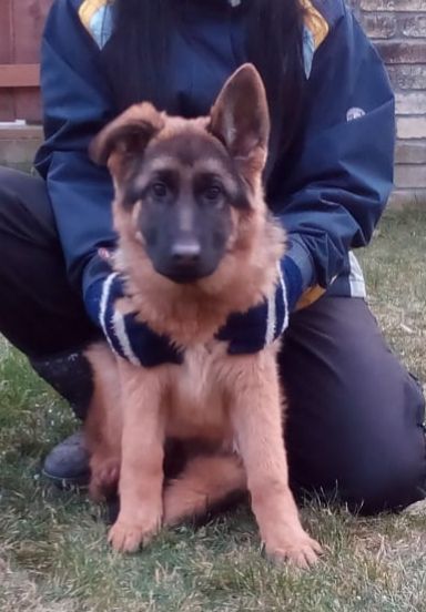 Marylin Red Hurricane