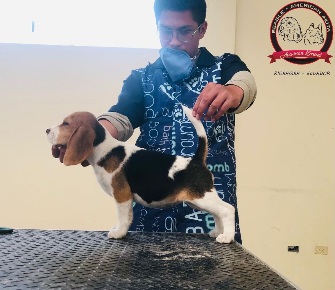 CH. EC ALEXA ASCARSAN KENNEL