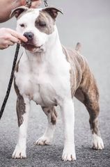 Pinnacle's Miss America