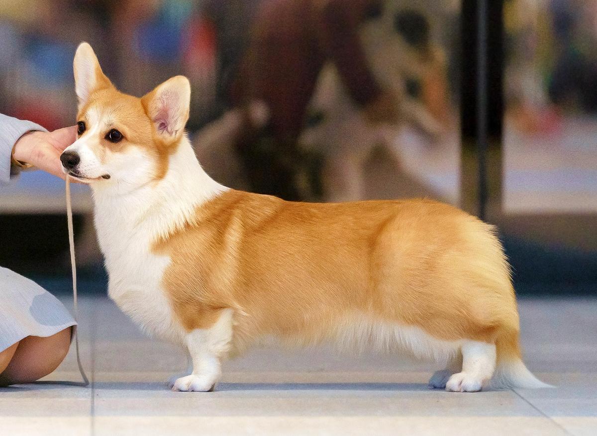 CH RU, JCH RU Emeishanquin Rouge Margaux for Airyshire