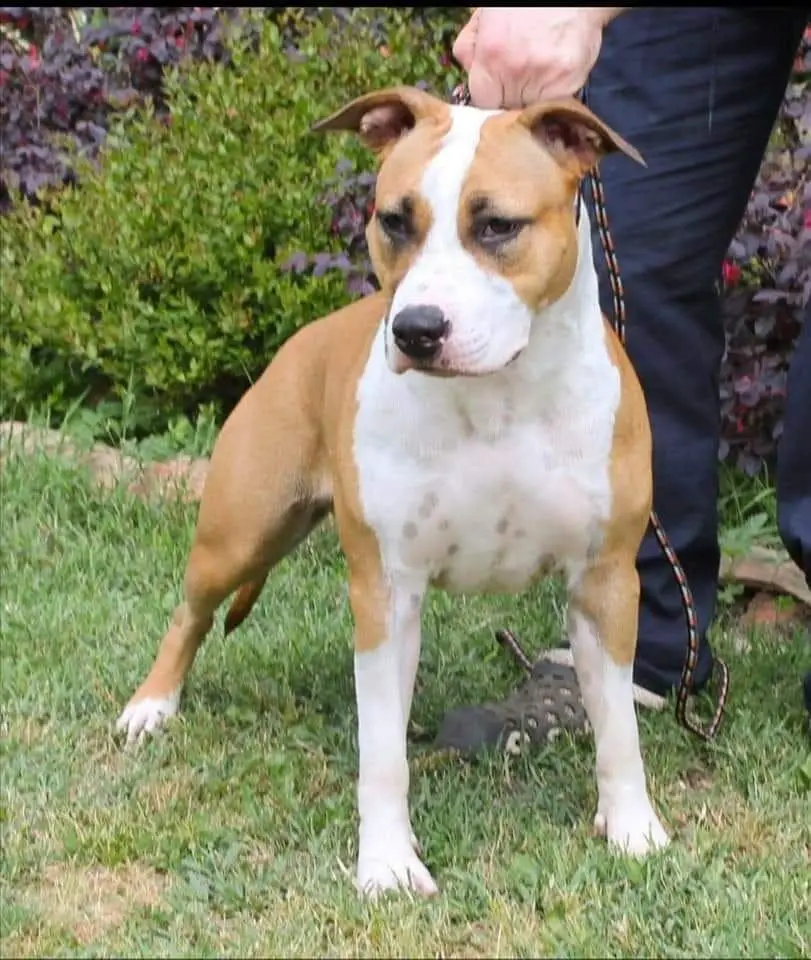 Moon Rock American girl of Pinto