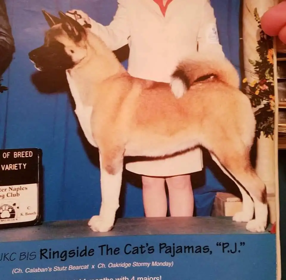 AKC/UKC CH Ringside The Cats Pajamas