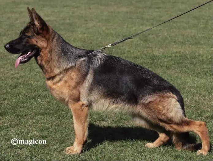 Cocco vom Lärchenhain