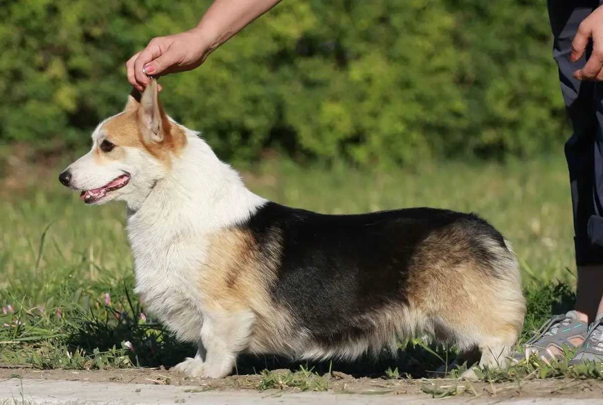 Champion of Russia Edlen House Laid Back