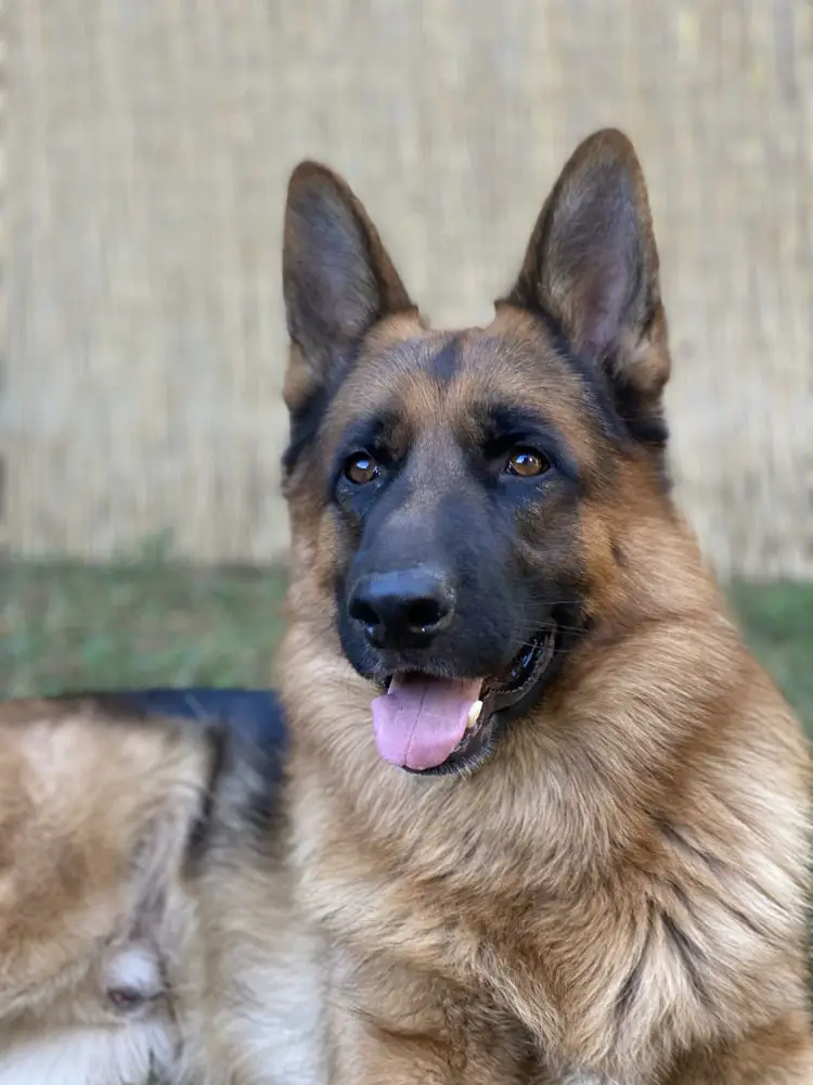 Chico de Lu-Michelfer