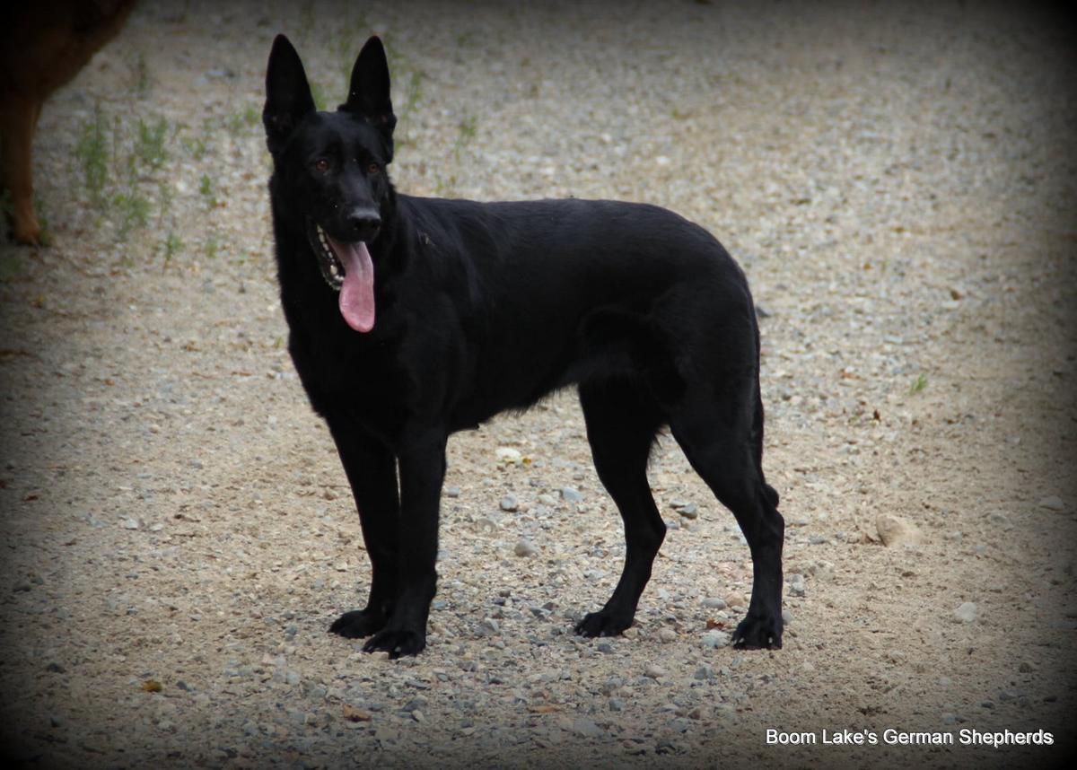 Wild Wind's Freya Vom Boom