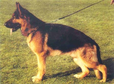 VA(WR.HZS'2004) Vorc von Batu