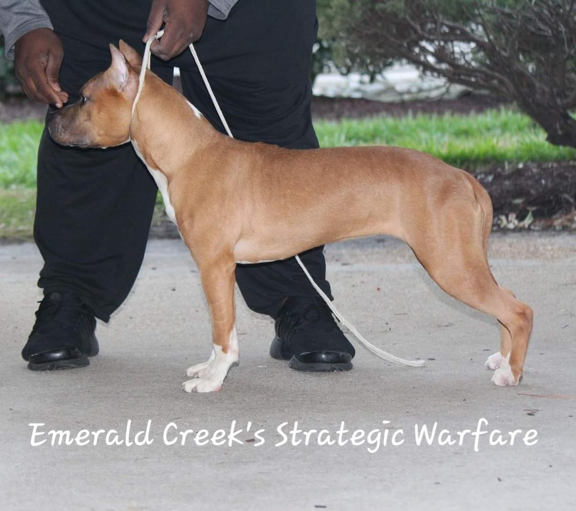 Emerald Creek's Strategic Warfare