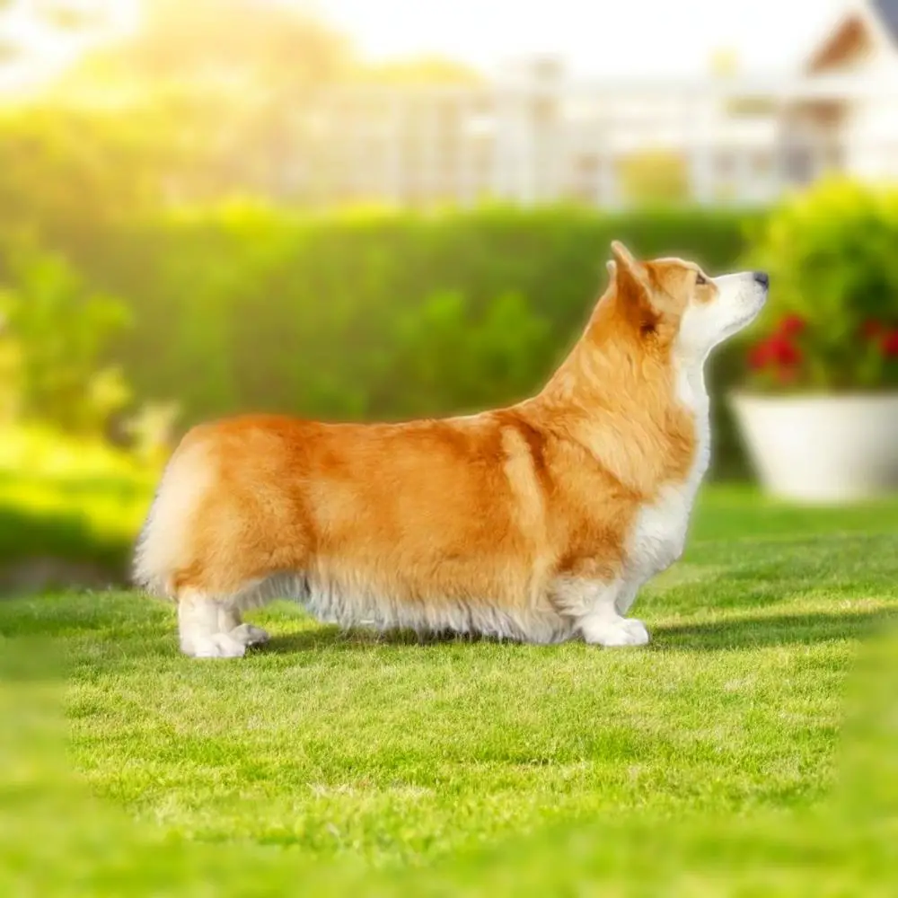 JCH Rus, CH Rus, PRCH RUS Tsarskaya Osoba Privilegiya