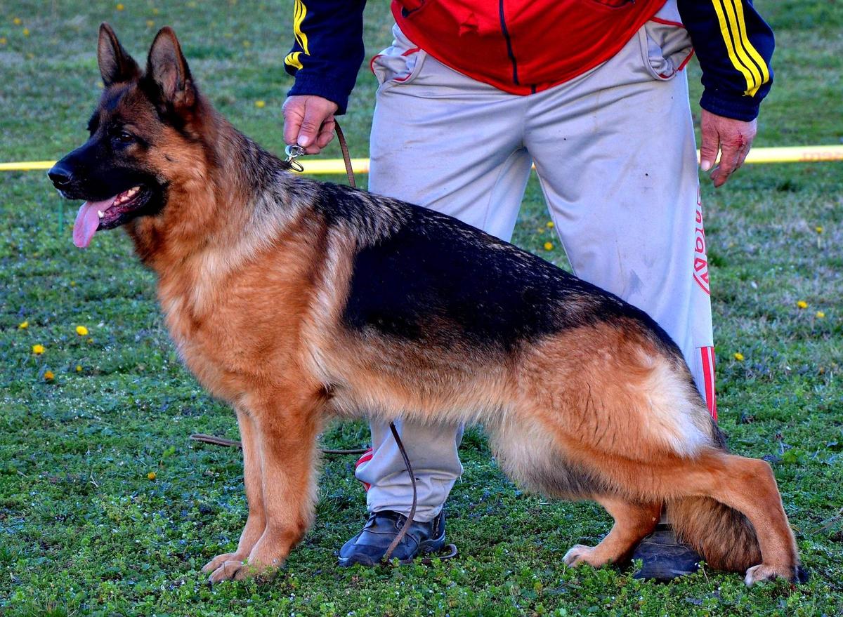 Axa von Aurelius