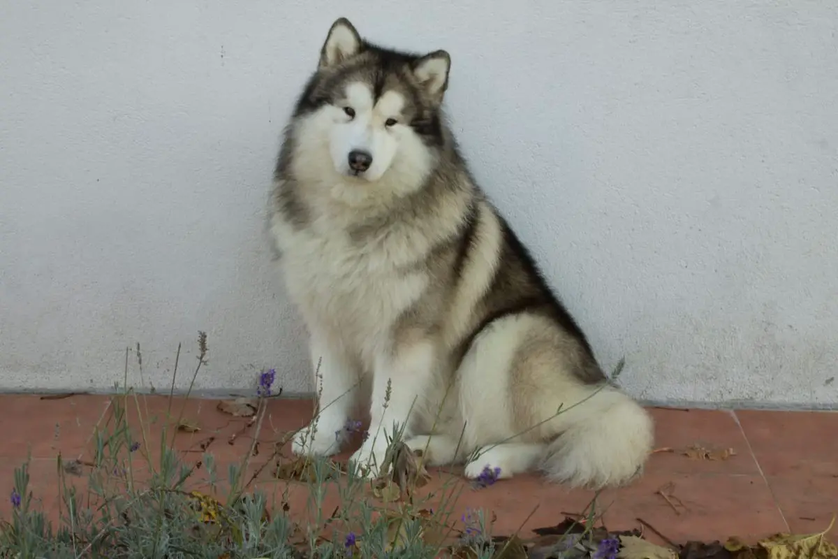 Polo I de Soto de Riofrio