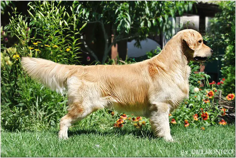 CH Ukr,JCH Ukr,Mld Hollywood Smile Aurum Spirit