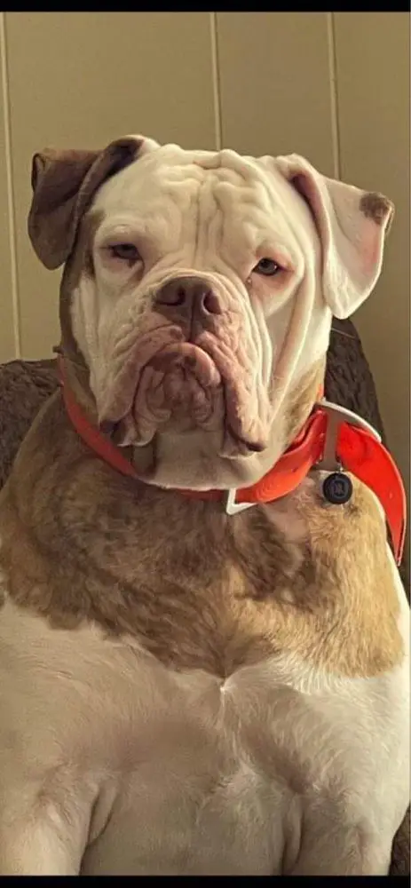 SMITH’S BEAUTY XENA BELLE