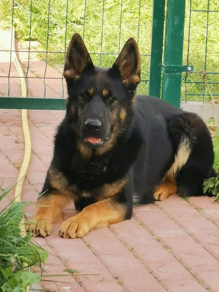 Ellada Stasi