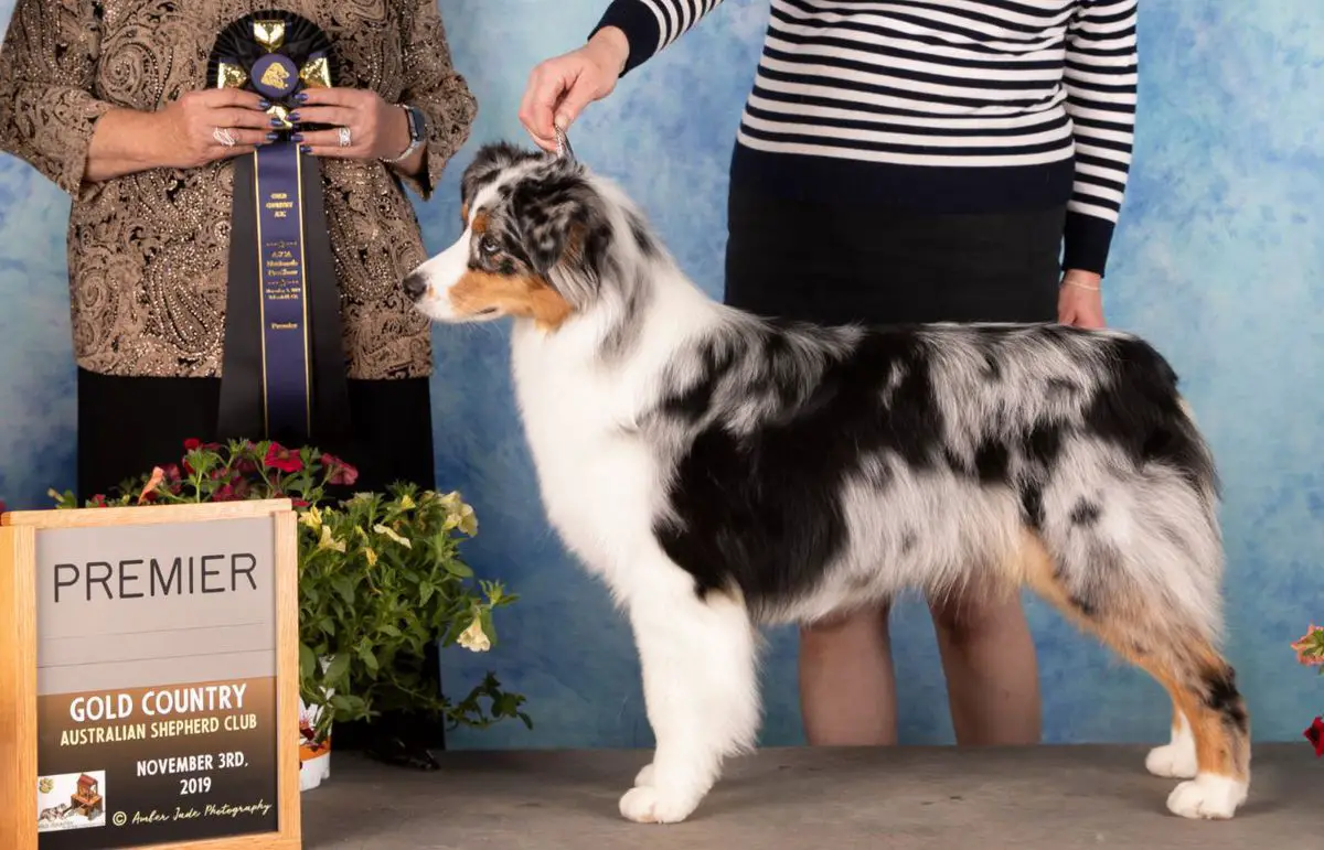 ASCA Ch Ragtime's The Entertainer of Saddlerock