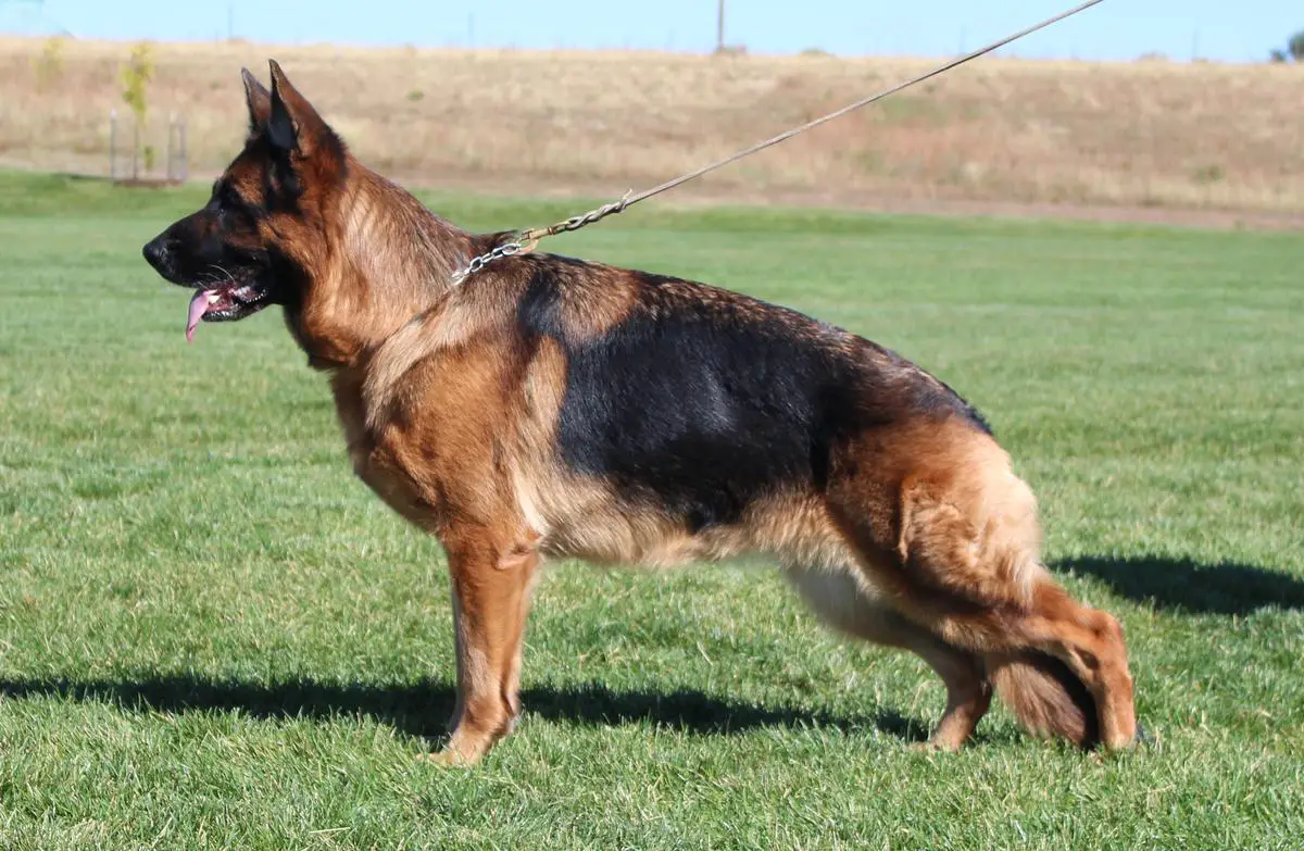 V1 2023 UScA Sieger Show Kaba von Bad-Boll