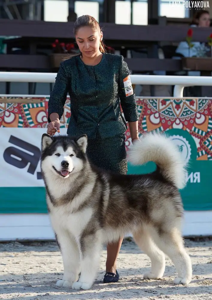 Winner Russia'23,TOP3 23,CH RUS/BEL/Breed/Grand Soul of Alaska Amigo Bright Star