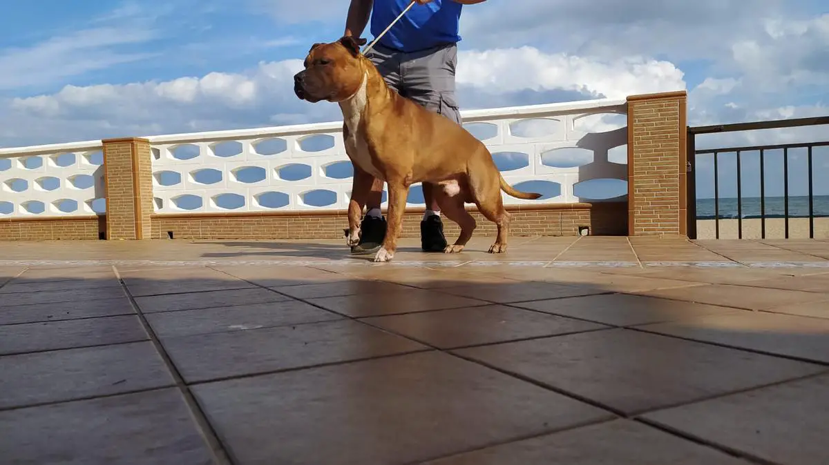 Most wanted AmStaf's Yanqui boy