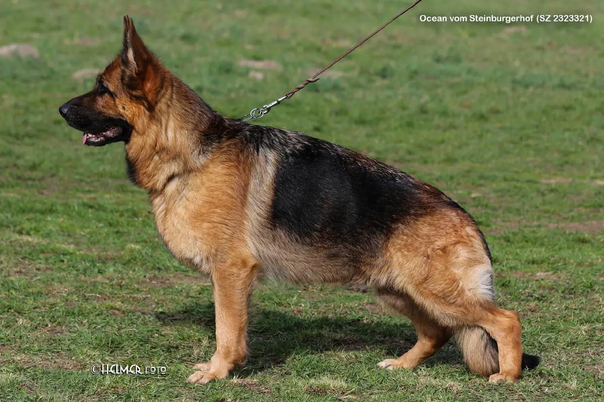 Ocean vom Steinburgerhof