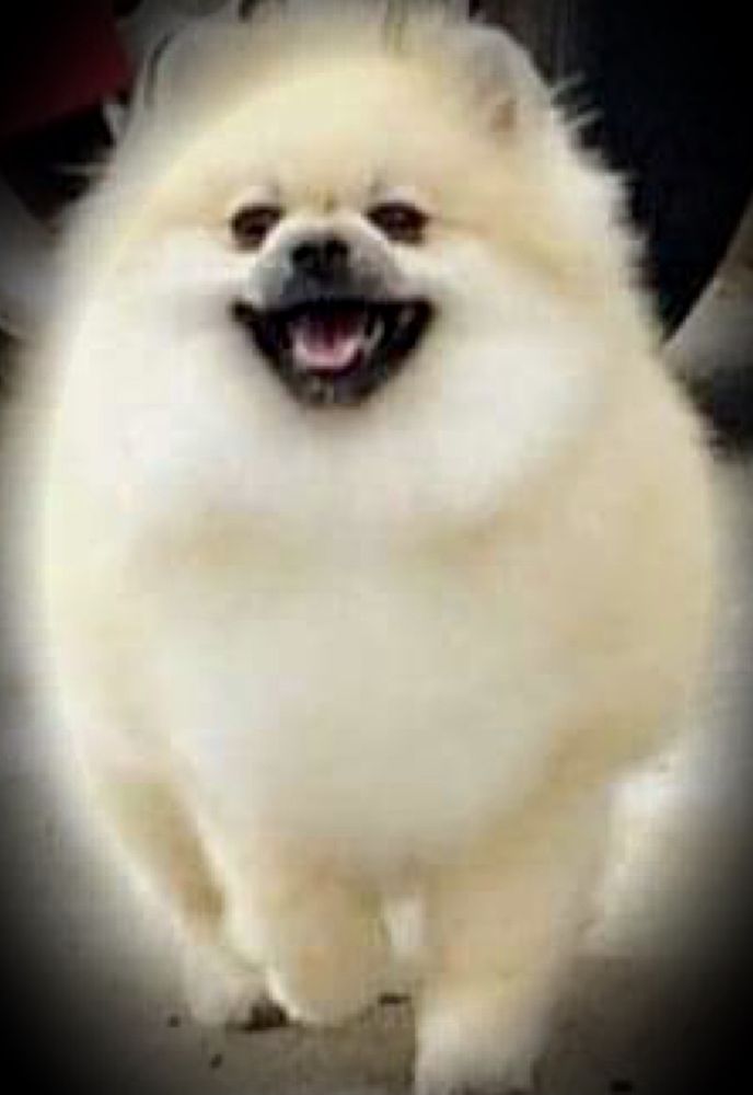 RIVEIRA'S DAISY DUKE