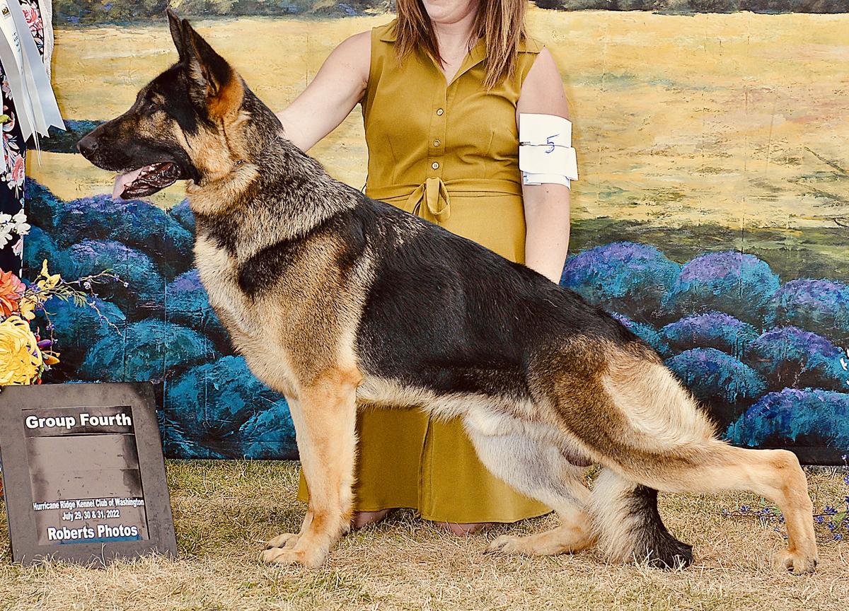 CH Undeniable Southern Sunrise