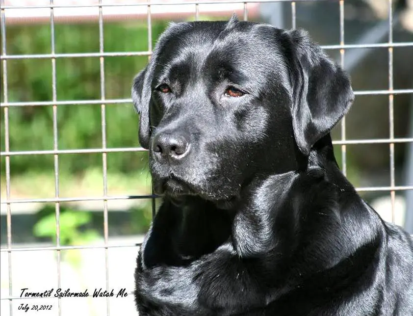 Tormentil Sailormade Watch Me