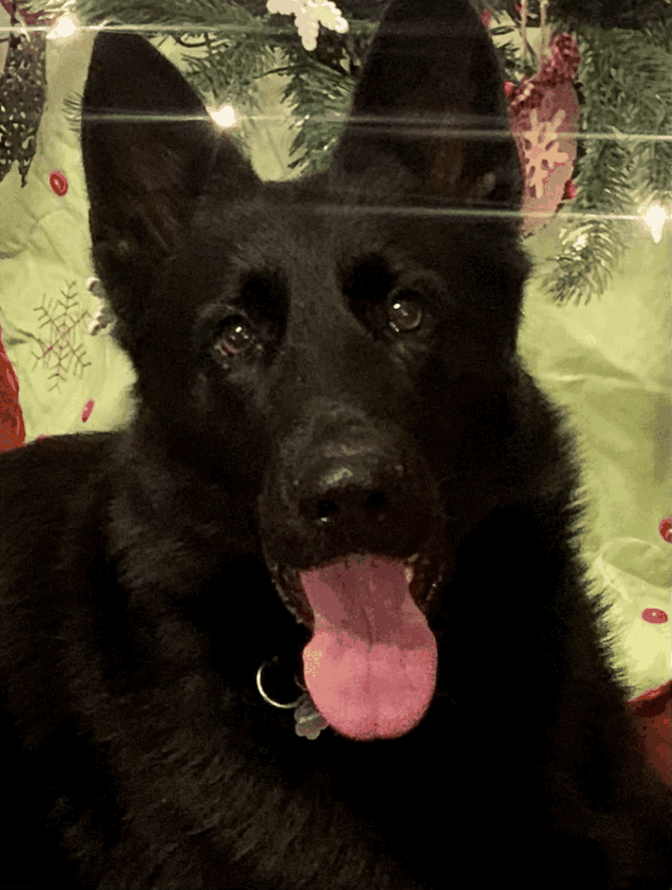 K9Assets Kunoichi Katana