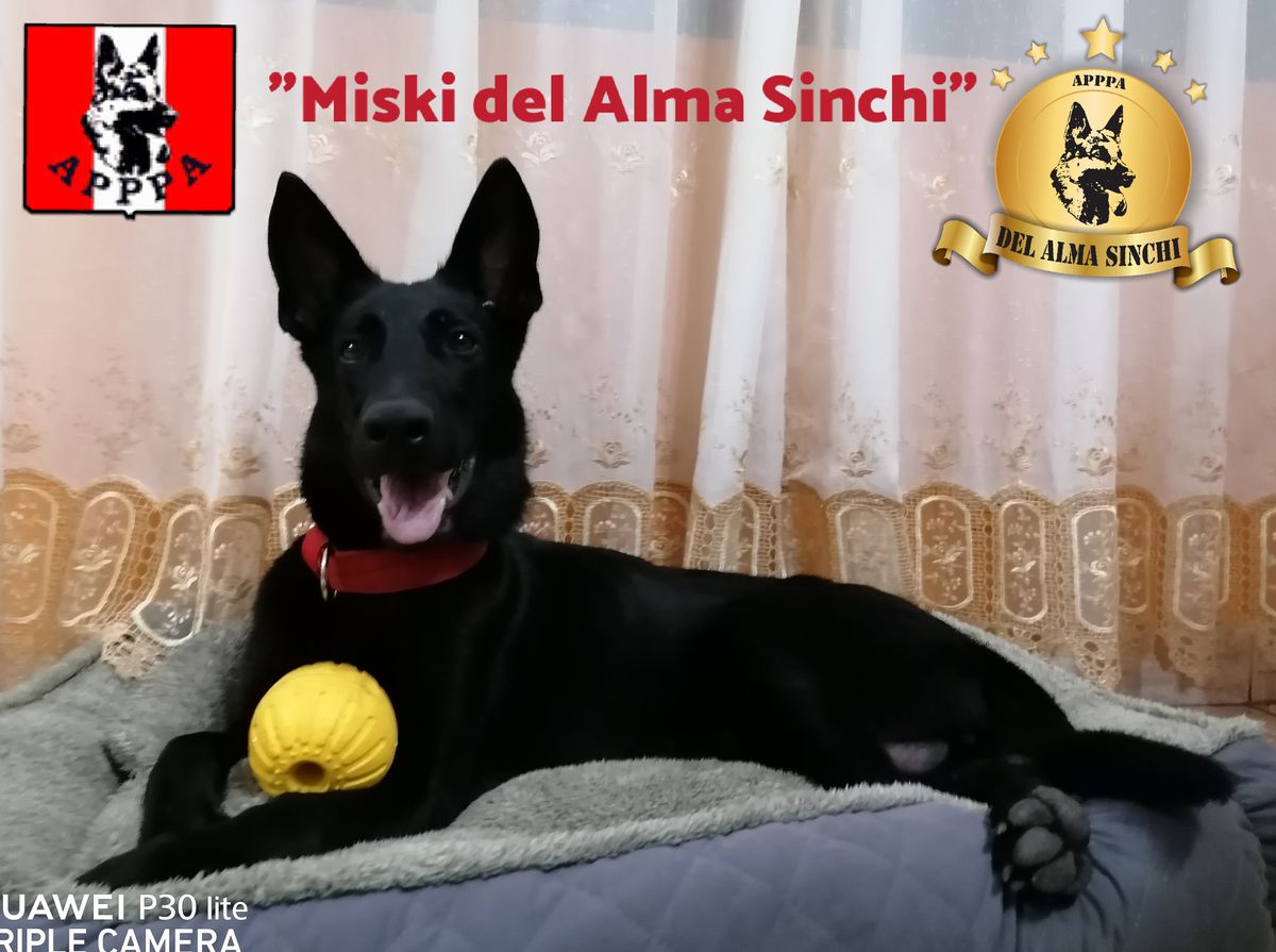 Miski Del Alma Sinchi - HUARCHA PERÚ
