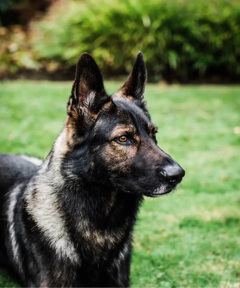 Baron Heinrich vom Hunde Zweck