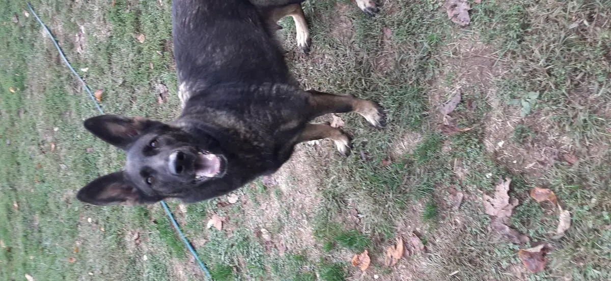 Quenta Vom Dach Haus