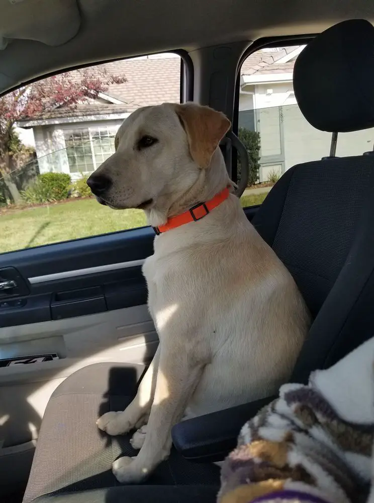 Dana's Rainbow Tango Nita