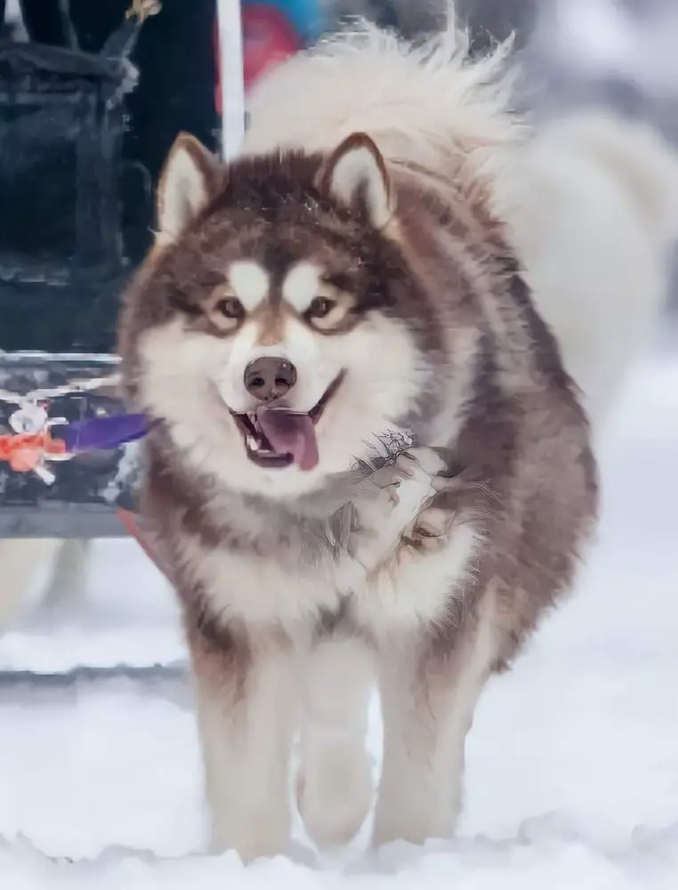 Veles Iz Klana Simurana