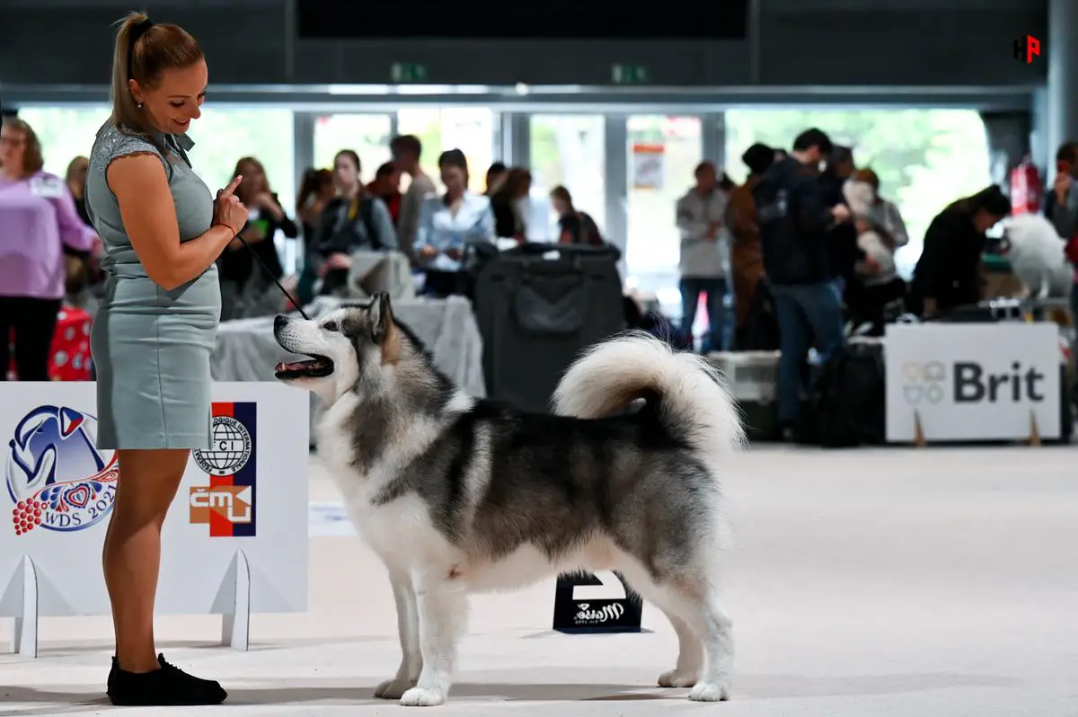 C.I.B, GCh, multi. Ch, multi. JCh Kurjak N Noje